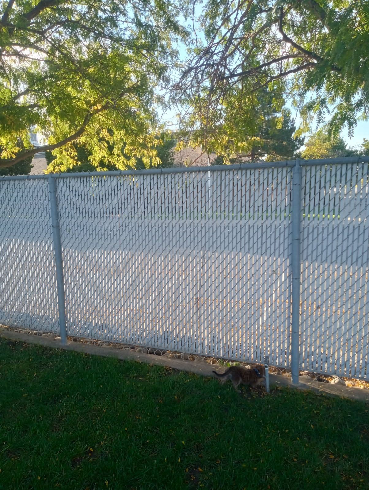 Quick Fence Repair After Tree Damage